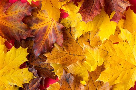 autumn stock photo free|autumn season pics.